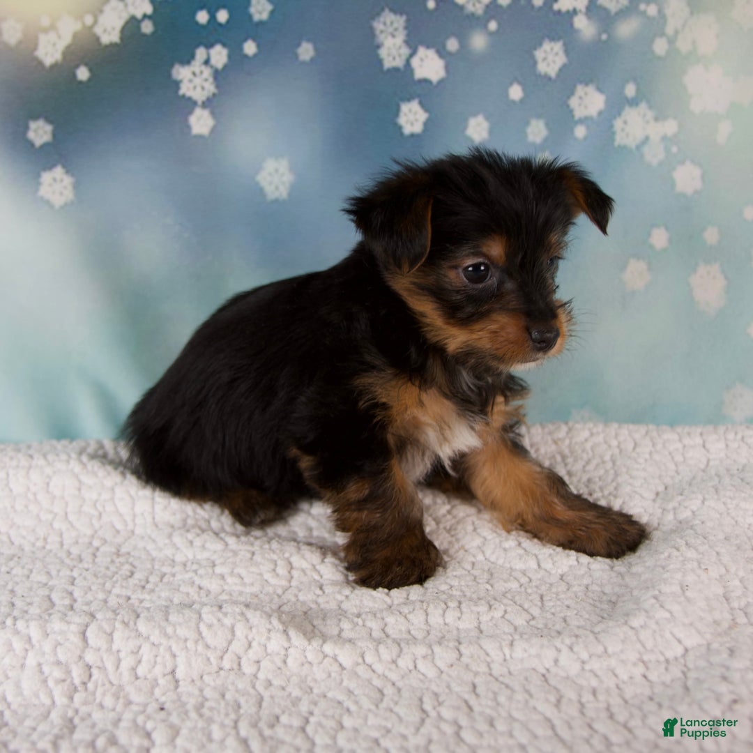 Yorkshire Terrier dogs for sale: Koby - Ad 6