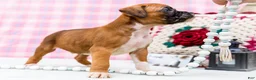 Boxer dogs for sale: Dancer - Ad 7