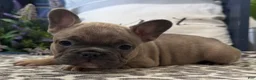 French Bulldog dogs for sale: Fancy - Ad 3