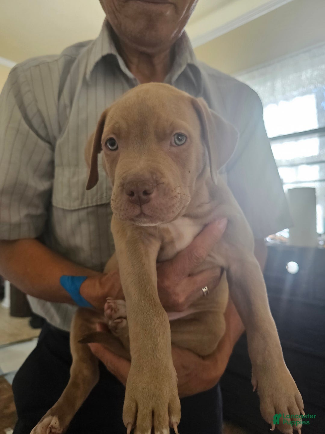 American Pit Bull Terrier dogs for sale: American Pit Bull Terrier Puppy 2 - Ad 1