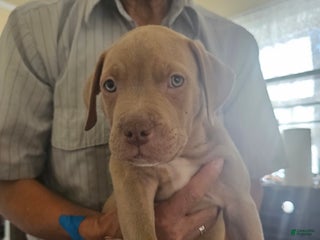 American Pit Bull Terrier dogs American Pit Bull Terrier Puppy 2 - Ad 1