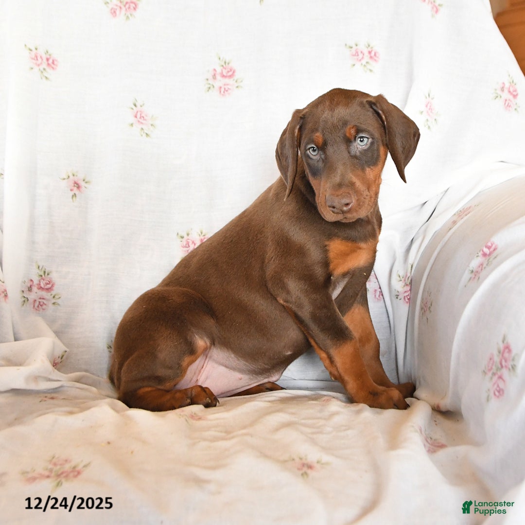 Doberman Pinscher dogs for sale: Sally - Ad 1