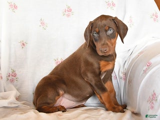 Doberman Pinscher dogs Sally - Ad 26