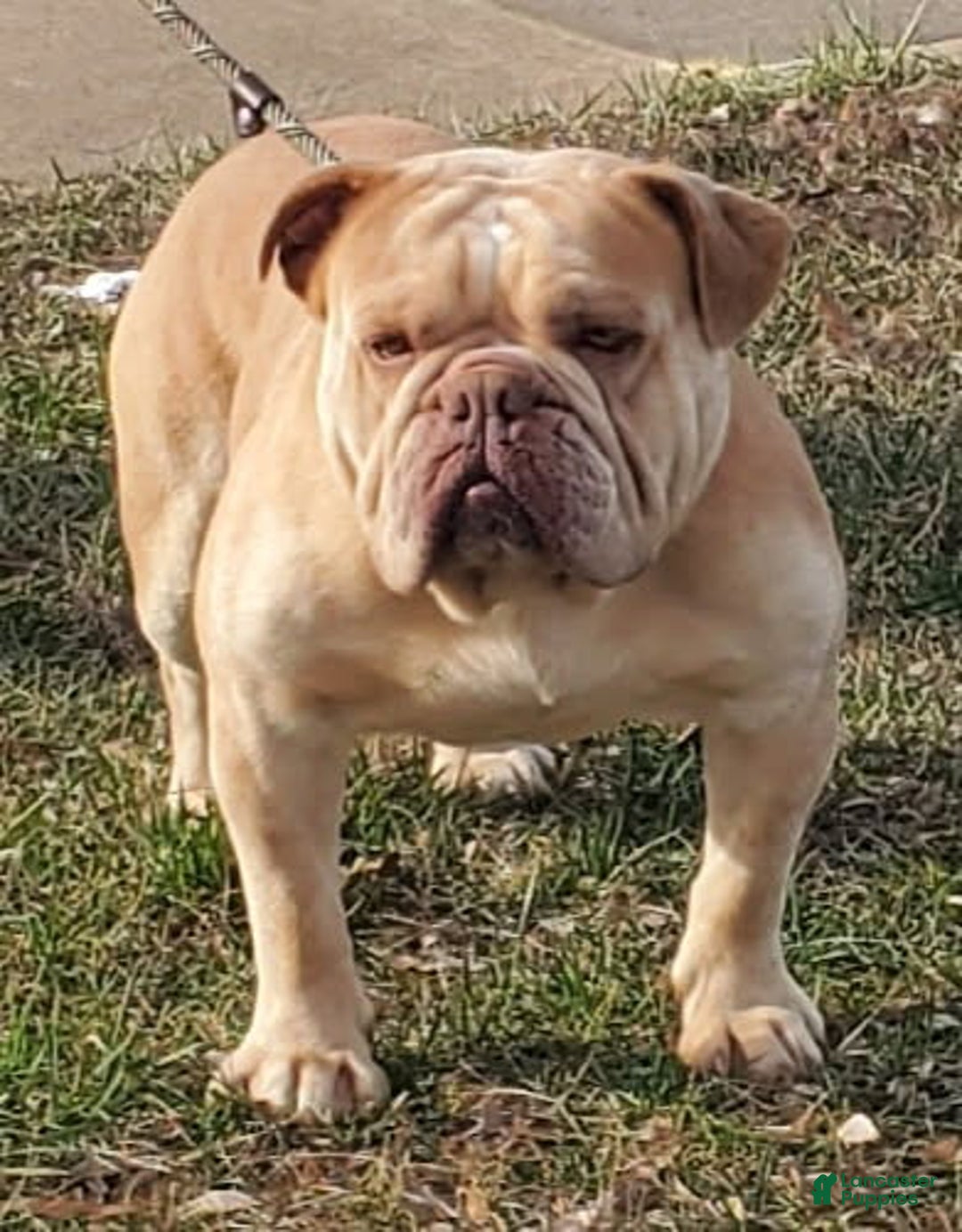Olde English Bulldogge dogs for sale: Olde English Bulldogge Puppy 3 - Ad 5