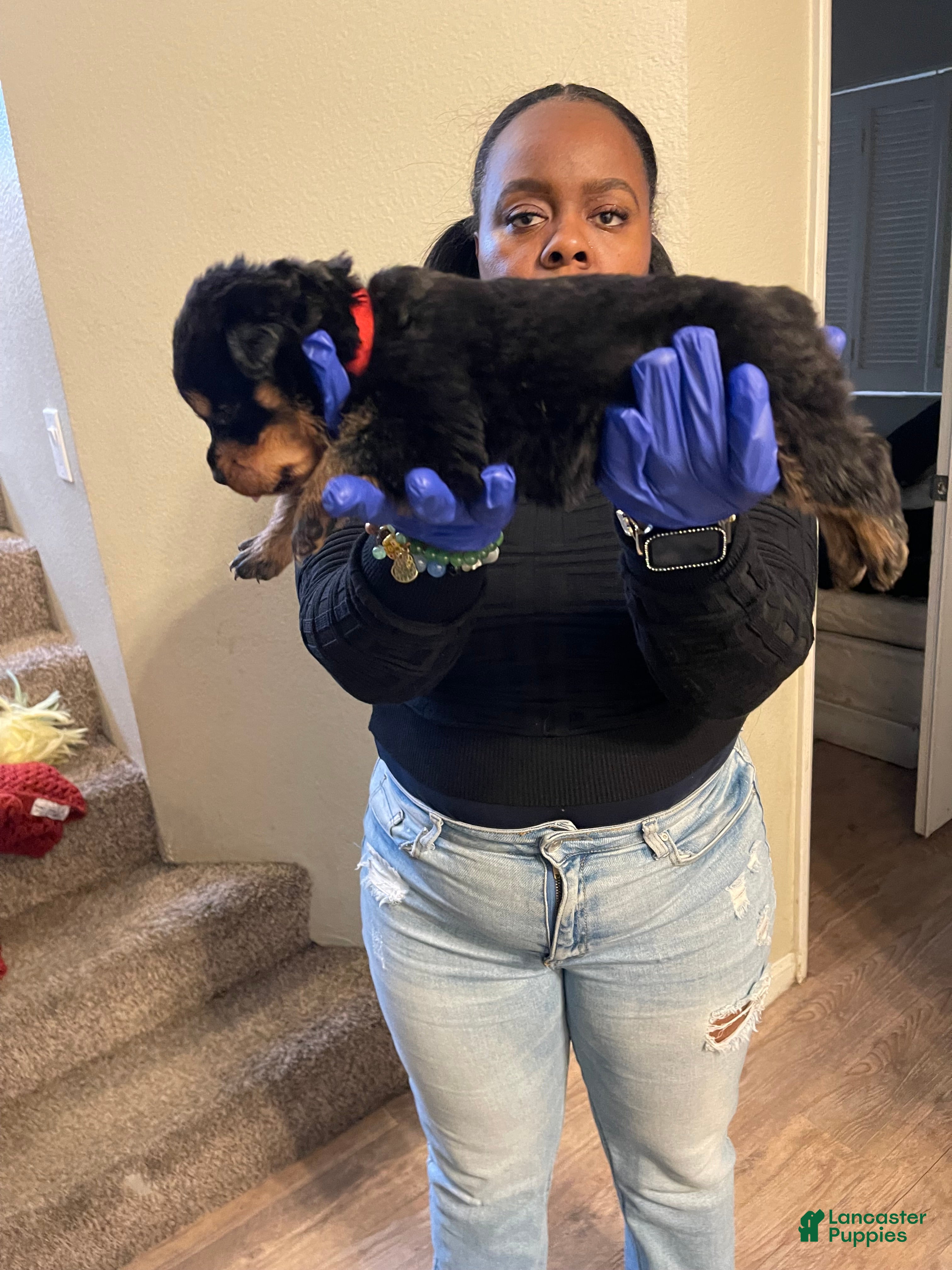 Rottweiler dogs Daisy - Ad 6