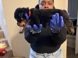 Rottweiler dogs Daisy - Ad 5