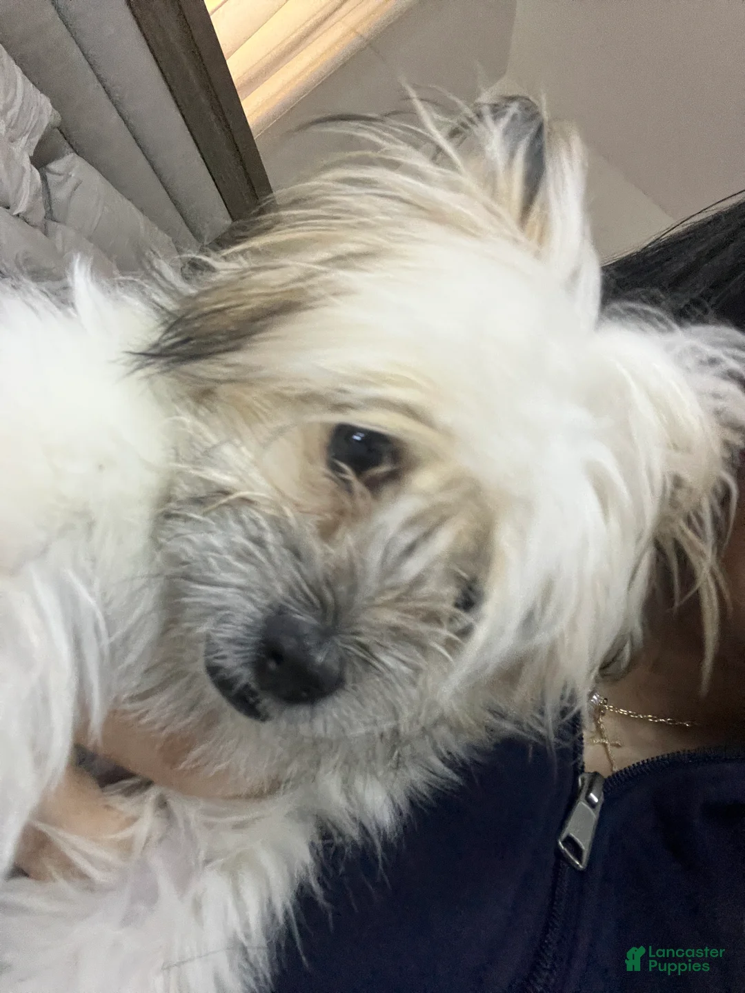 Pomeranian dogs for sale: Pomeranian Puppy 1 - Ad 3