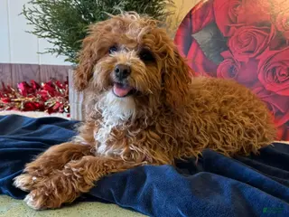 Cavapoo dogs Nate - Ad 11