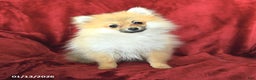 Pomeranian dogs for sale: Pansy - Ad 1