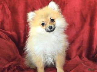 Pomeranian dogs Pansy - Ad 6