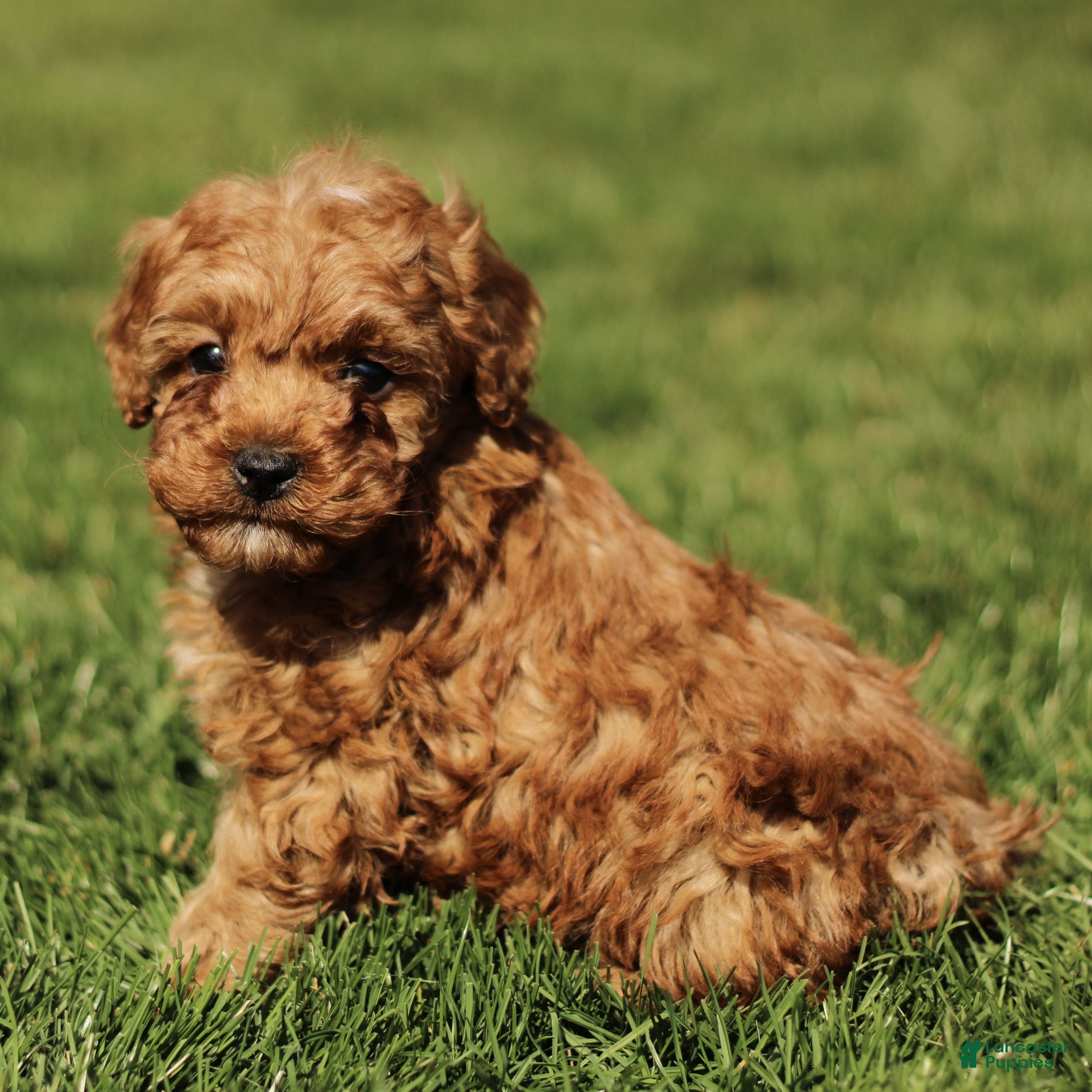 Cavapoo dogs Skippy - Ad 1