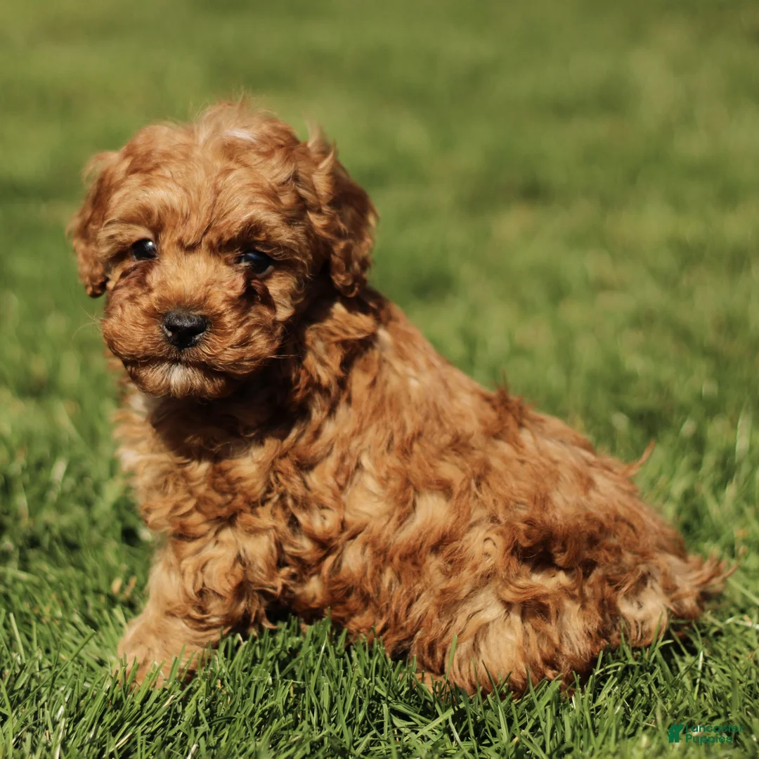 Cavapoo dogs for sale: Skippy - Ad 1