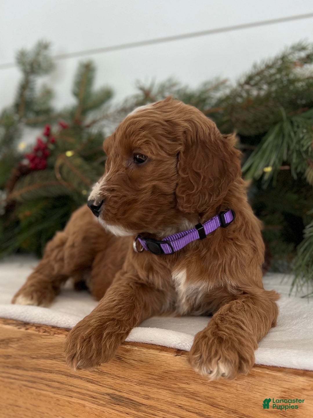Irish Doodle dogs for sale: Aspen - Ad 7
