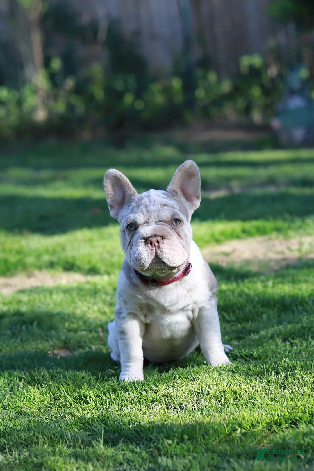 French Bulldog dogs for sale: RAMONA (big rope) - Ad 1