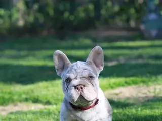 French Bulldog dogs for sale: RAMONA (big rope) - Ad 1