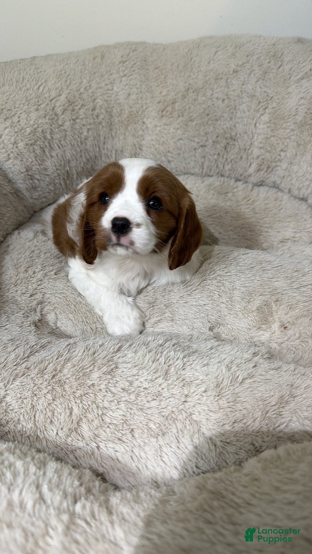 Cavapoo dogs for sale: Skye  - Ad 1
