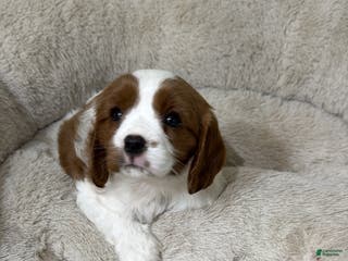 Cavapoo dogs Skye - Ad 27
