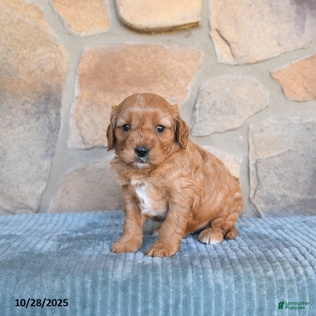 Cavapoo dogs for sale: Forest - Ad 8