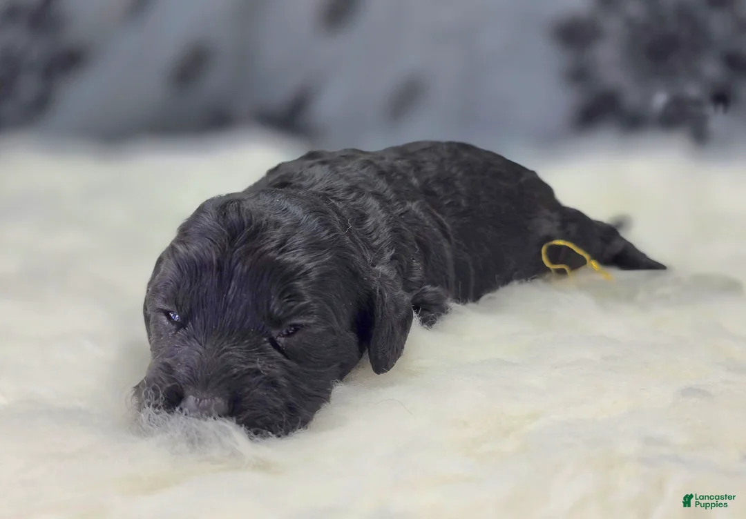 Cockapoo dogs for sale: Sirius - Ad 2