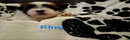 Shih Tzu dogs for sale: King  - Ad 3