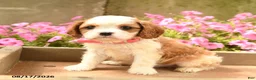 Cavalier King Charles Spaniel dogs for sale: Chester - Ad 2