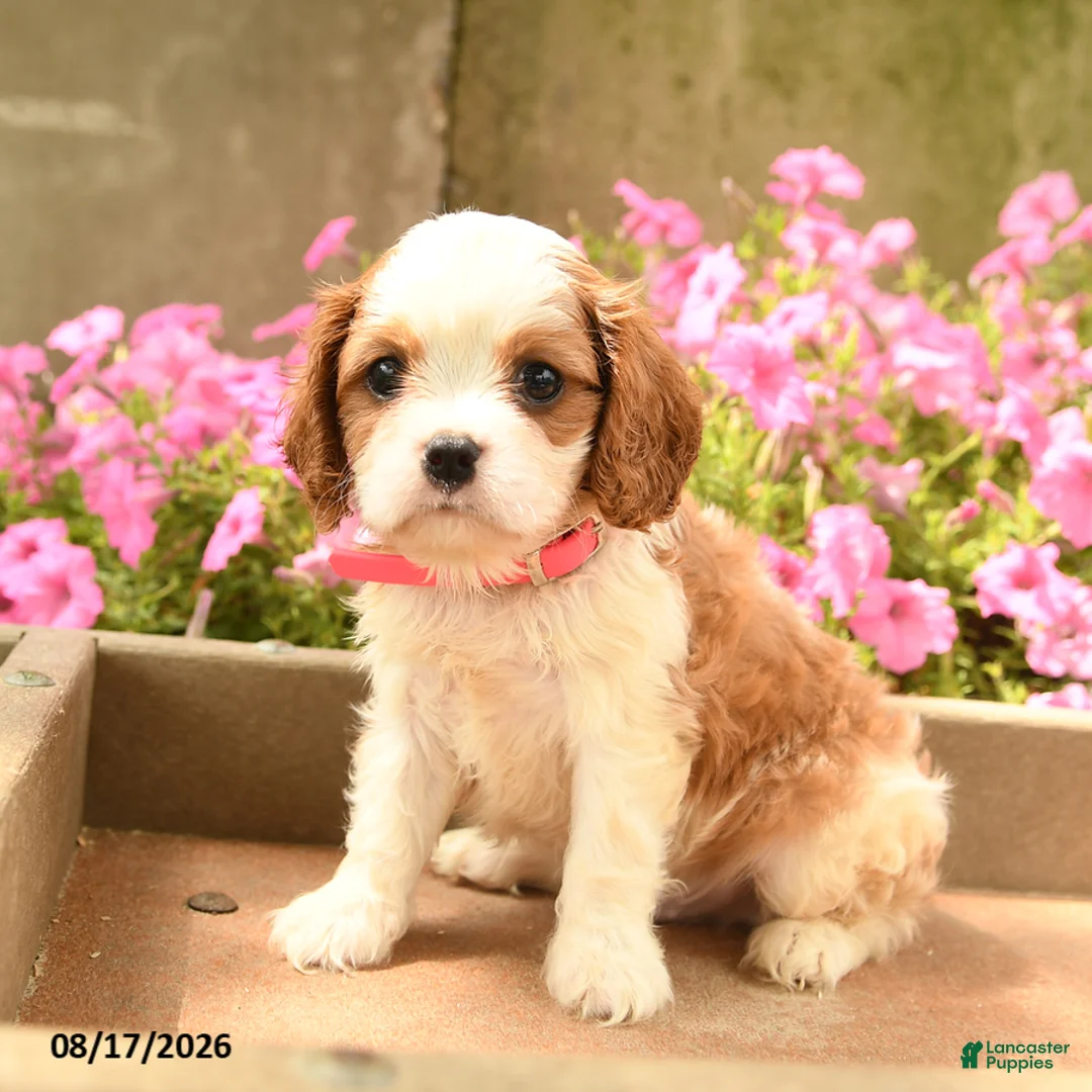 Cavalier King Charles Spaniel dogs for sale: Chester - Ad 2