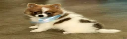 Pomeranian dogs for sale: Sawyer - Ad 8