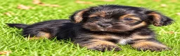 Shihpoo dogs for sale: Penny - Ad 4