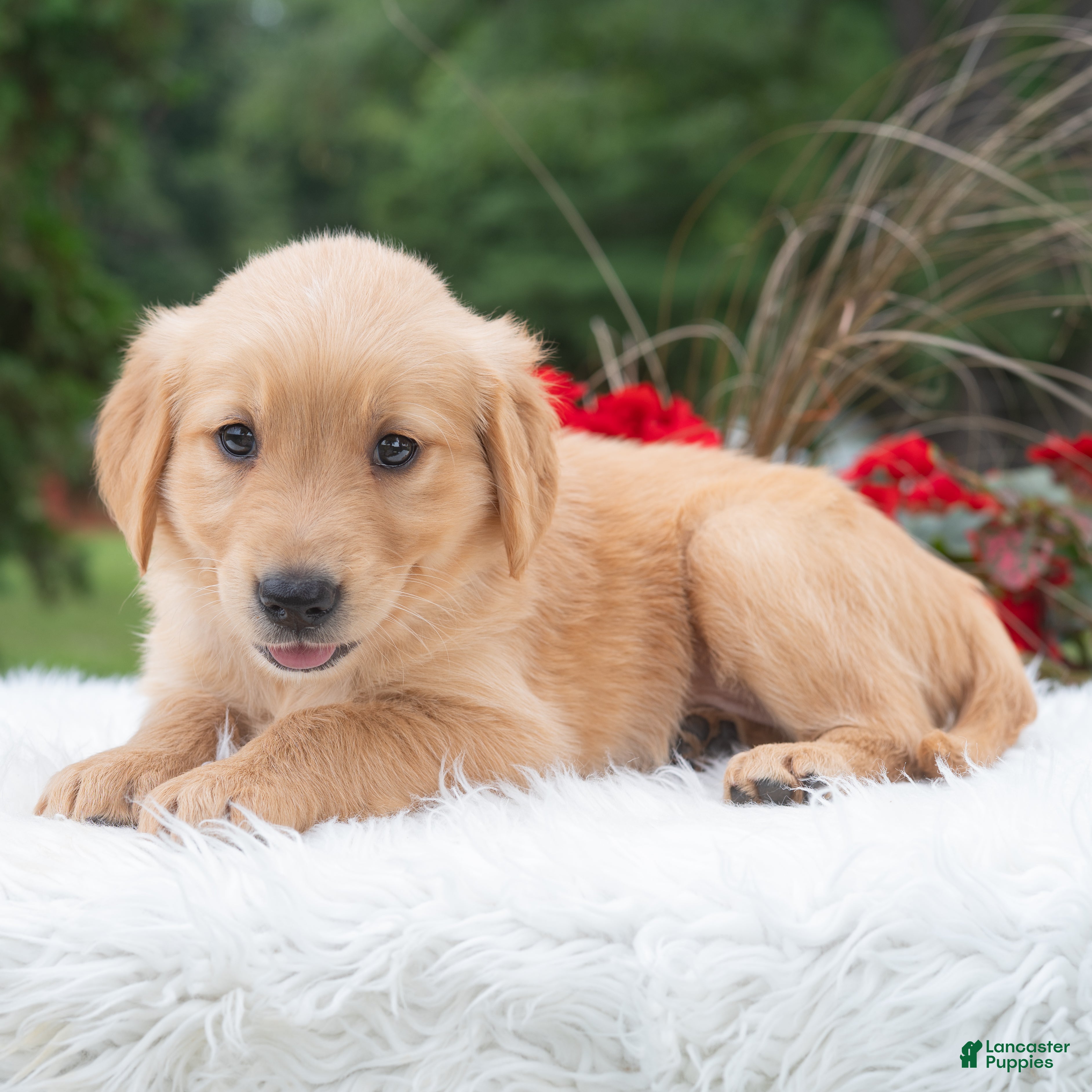 Golden Retriever dogs Haven  - Ad 2