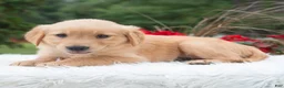 Golden Retriever dogs for sale: Haven  - Ad 2