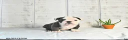 English Bulldog dogs for sale: Stella - Ad 2