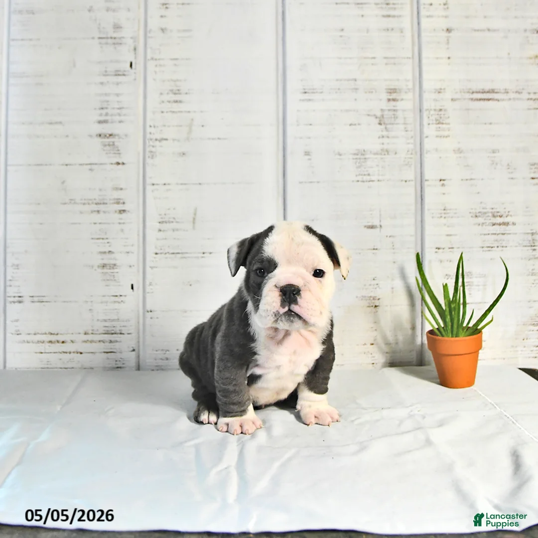 English Bulldog dogs for sale: Stella - Ad 2