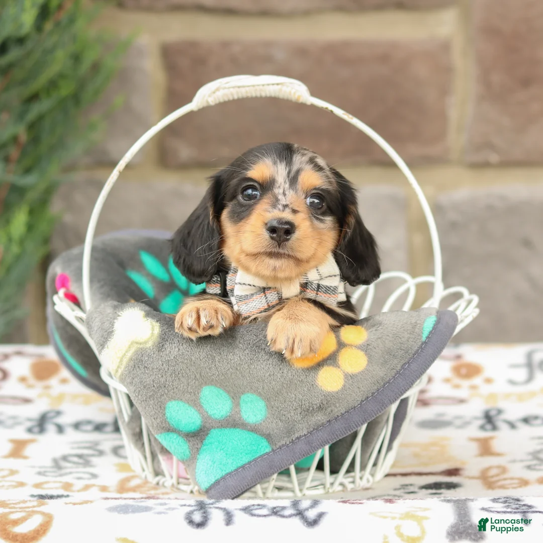 Miniature Dachshund dogs for sale: Jasper - Ad 2
