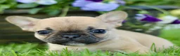 French Bulldog dogs for sale: Rose  - Ad 4