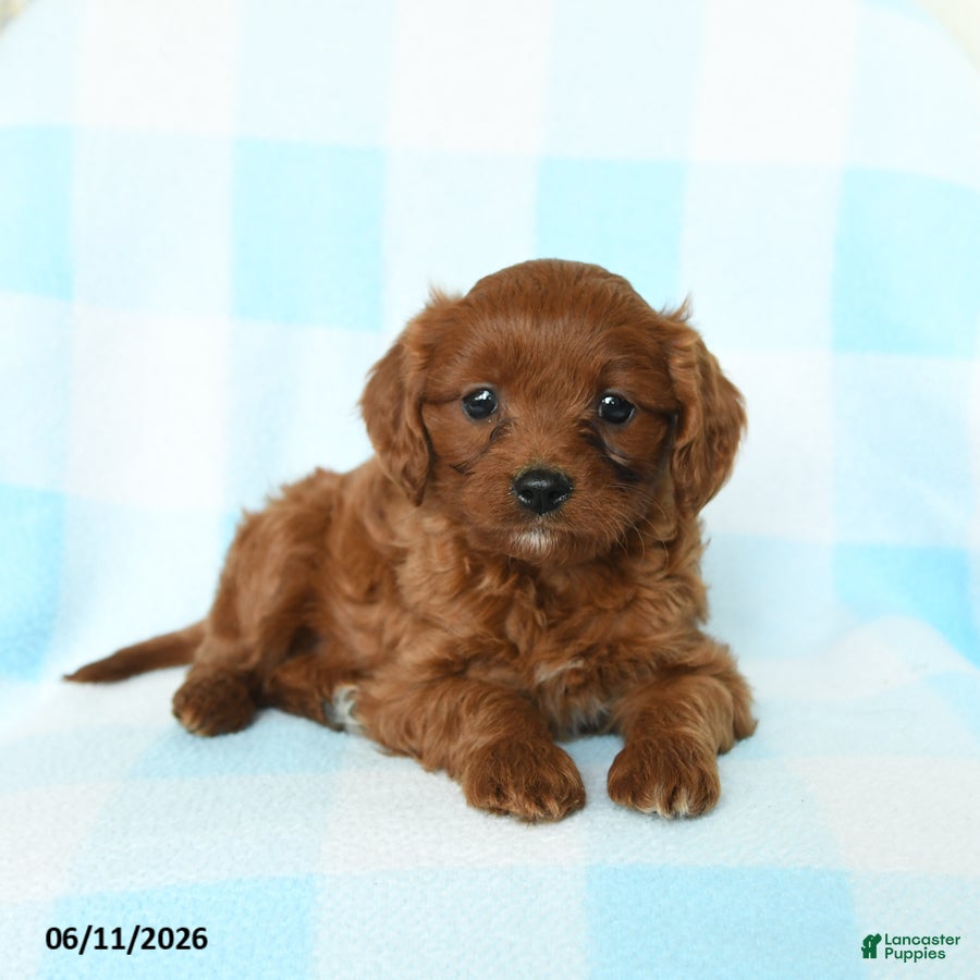 Cavapoo dogs for sale: Jubilee - Ad 4