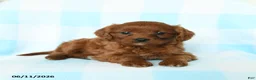 Cavapoo dogs for sale: Jubilee - Ad 1