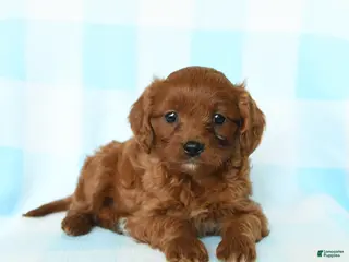 Cavapoo dogs for sale: Jubilee - Ad 4