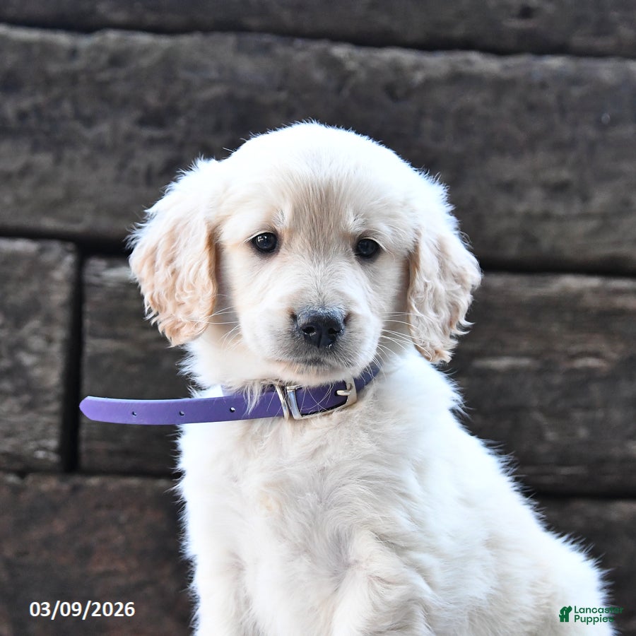 Goldendoodle dogs Blondie - Ad 2