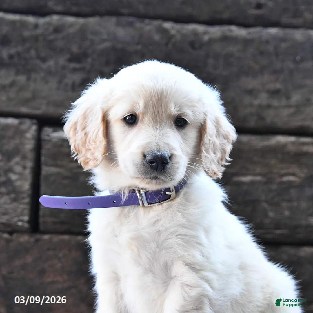 Goldendoodle dogs for sale: Blondie - Ad 2