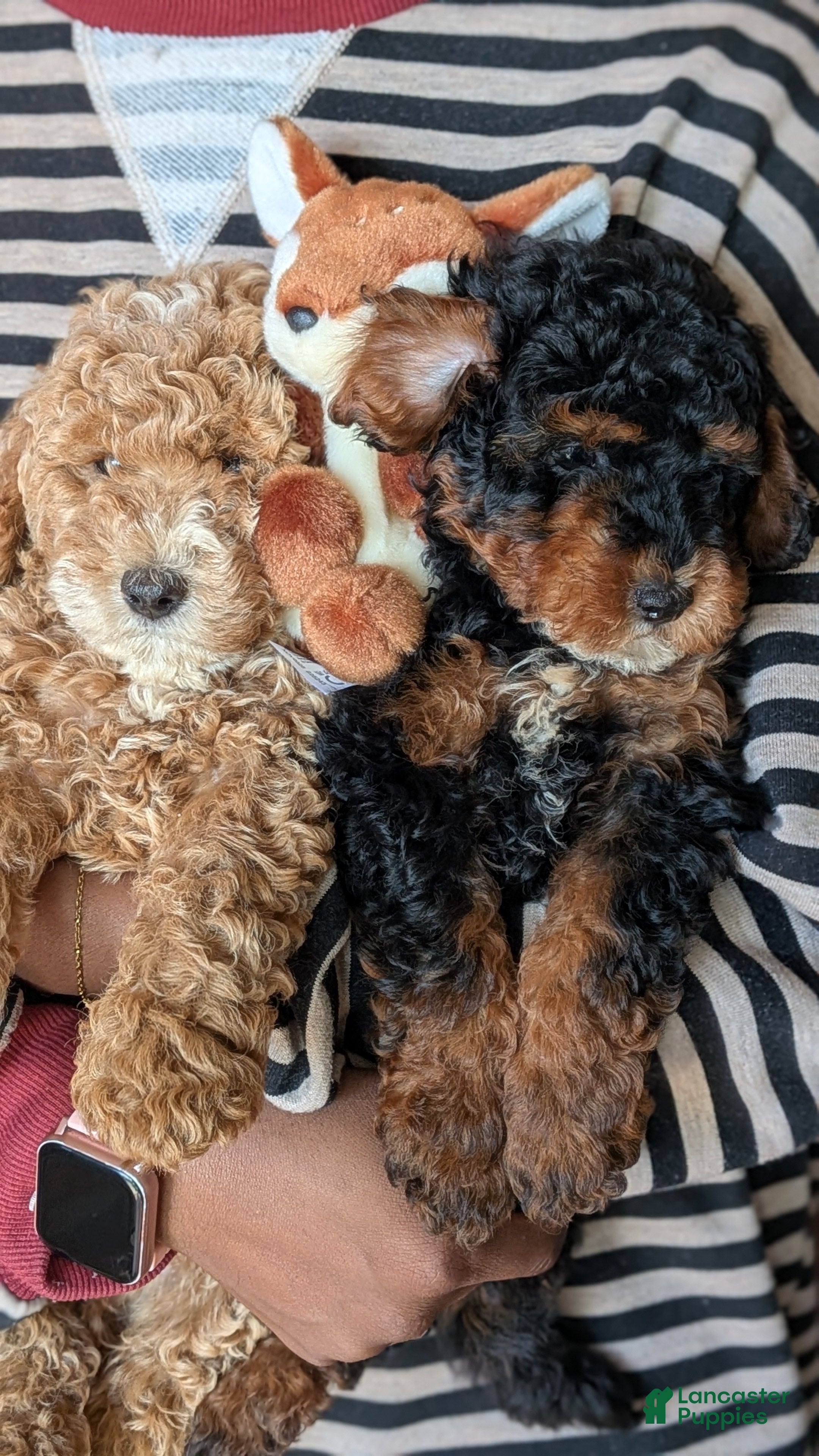 Miniature Poodle dogs for sale: Flynn  - Ad 1