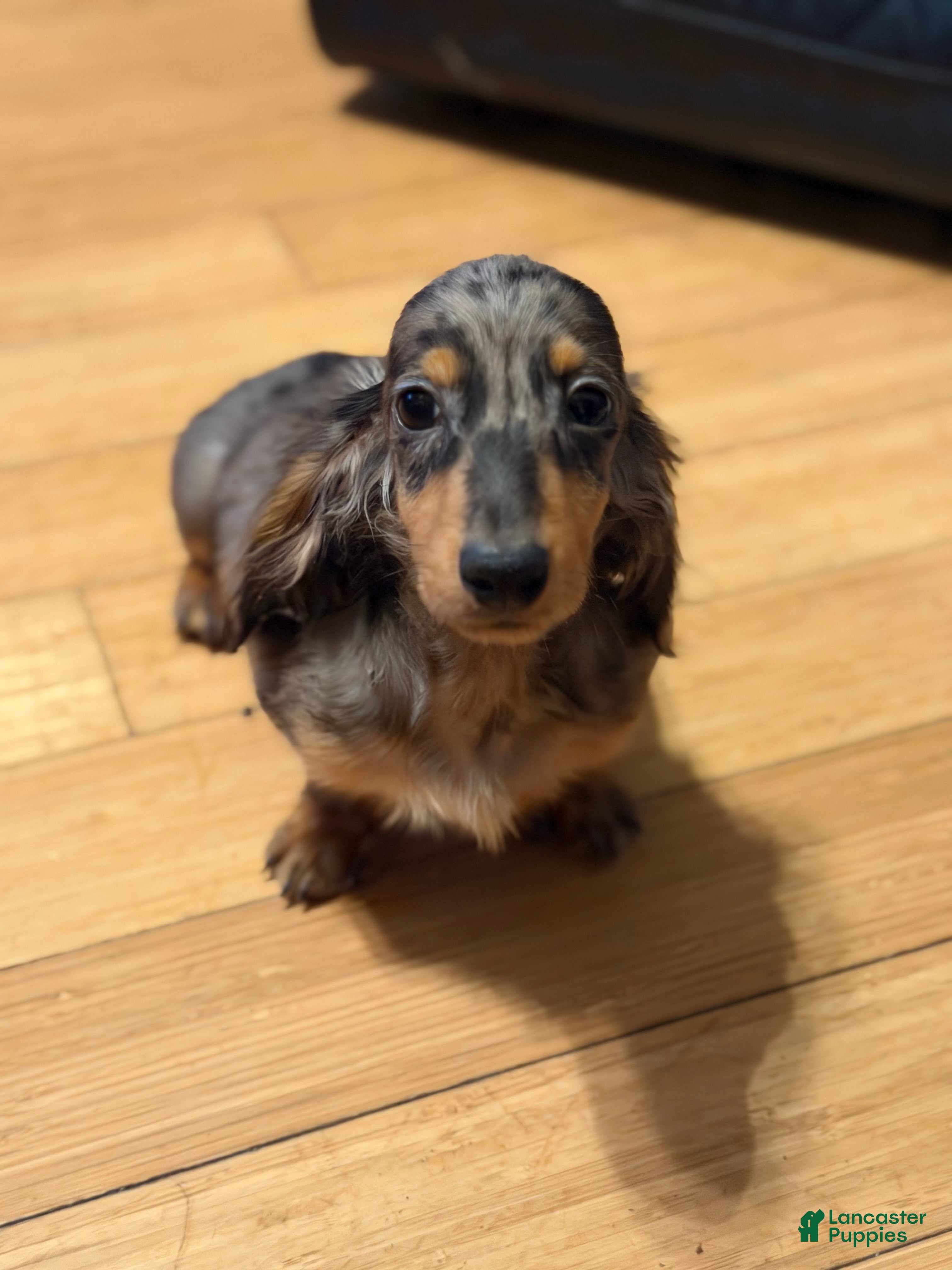 Miniature Dachshund dogs AKC Russian- Pra clear sale - Ad 40