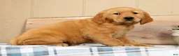 Golden Retriever dogs for sale: Bonnie - Ad 7