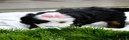 Mini Bernedoodle dogs for sale: Landry - Ad 4