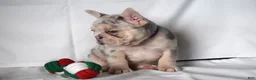 French Bulldog dogs for sale: Tallulla - Ad 10
