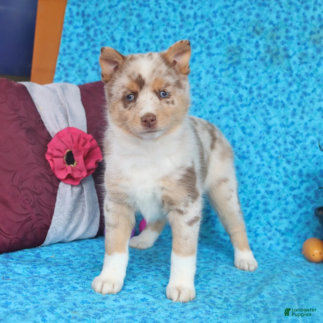 Pomsky dogs for sale: Blossom - Ad 5