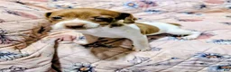 Rat Terrier dogs for sale: *ZIVA* - Ad 7