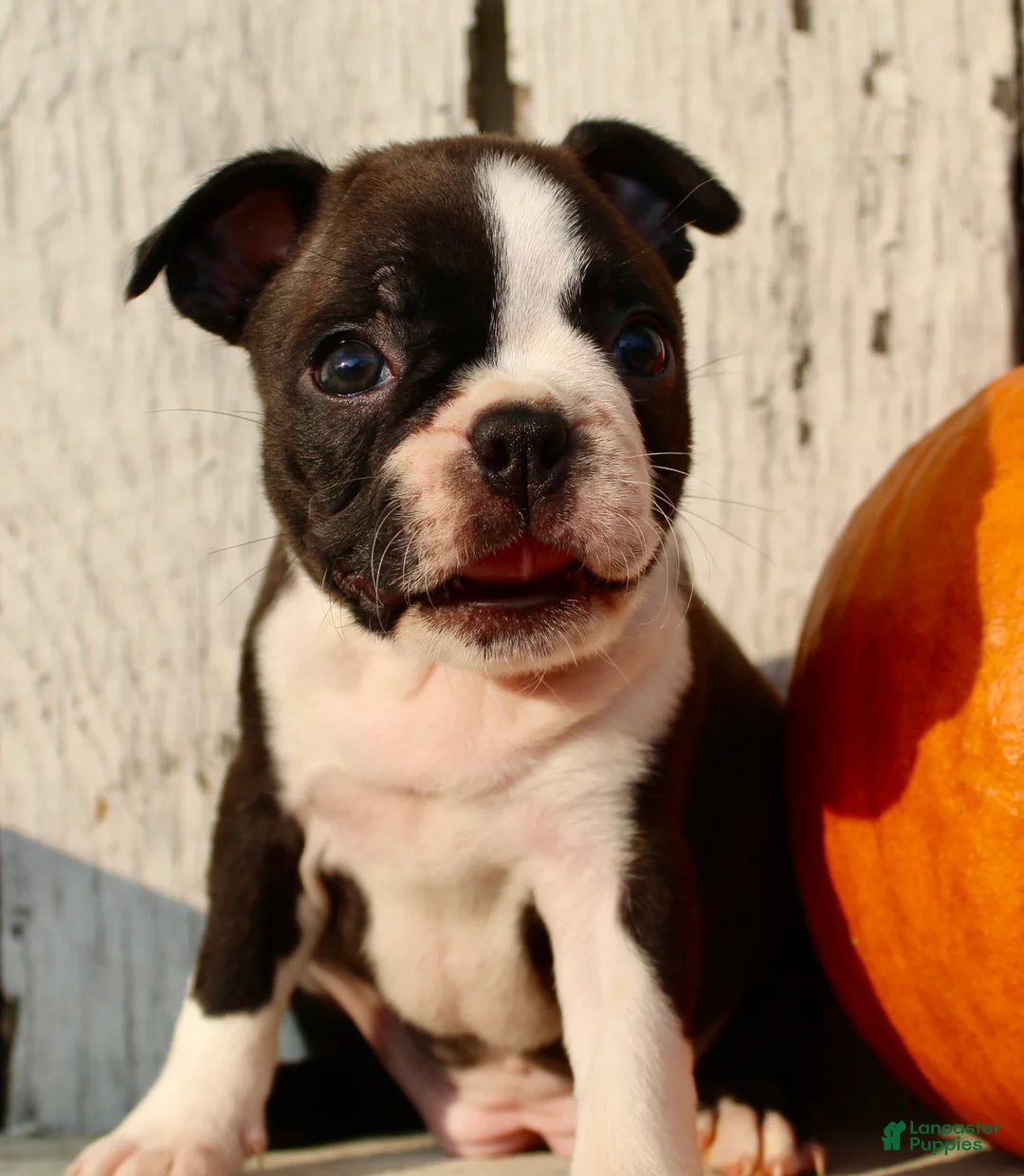 Boston Terrier dogs for sale: Freya Female AKC Boston Terrier - Ad 7
