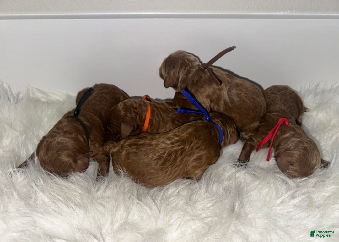 Goldendoodle dogs for sale: Orange boy - Ad 1