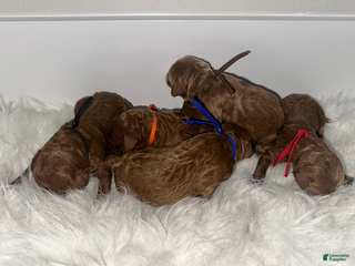 Goldendoodle dogs Orange boy - Ad 21