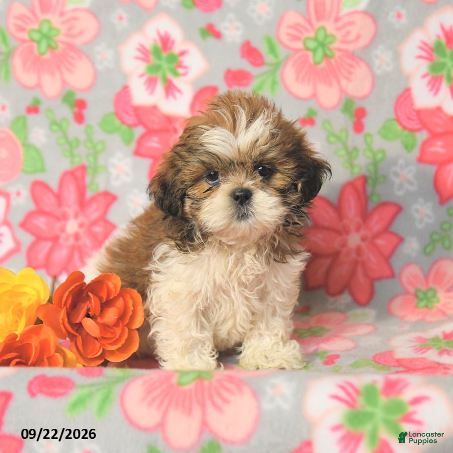 Shih Tzu dogs Jack  - Ad 1